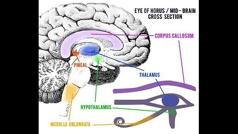 Perché la Ghiandola Pineale è nascosta sotto il cervello?