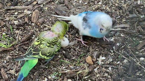 My Handtame Green Ringneck Parrot First Breed | Checking Parrot Egg Fertility