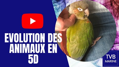 Evolution en 5D pour les animaux