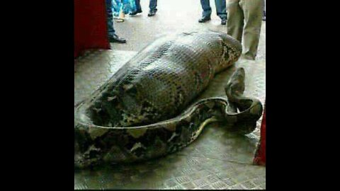 Photograph of giant snake that appears to have eaten a human sweeps the internet