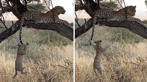 Leopard Cubs Adorably Play With Mom's Tail