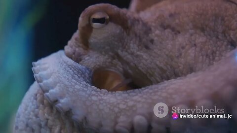 Ocean Oddities: Indonesia's Weirdest Sea Creatures