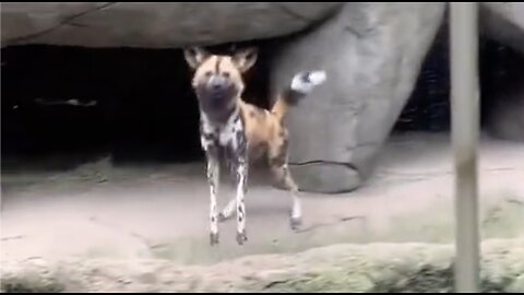 African Painted Dogs At The Zoo Notice A Visitor's Service Animal