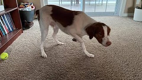 Rooney Tries His First Dog Puzzle (Brittany Pup)