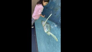 Three year old plays with sea turtle