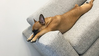 French Bulldog Sleeps In A Hilariously Awkward Position