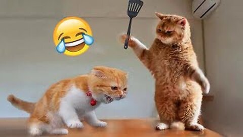 CAT FUNNY VIDEO || FUNNY ANIMALS || ANIMALS FUNNY VIDEO || TRY NOT TO LAUGH