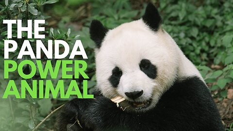 Panda Power Animal