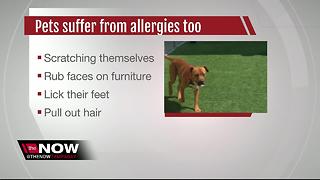 Allergy season peaking in Bay area for pets too