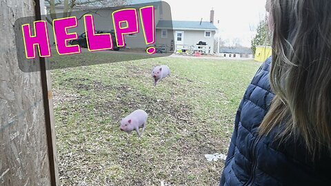 HELP! We Can't Catch Our Baby Piglet!