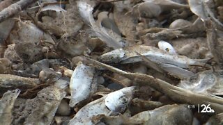 Increasing numbers of dead fish are washing up on Lake Michigan beaches