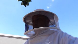 SOUTH AFRICA - Cape Town - American Foul Brood bee sickness (Video) (VPR)