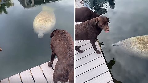 Incredible moment between dogs and wild manatee