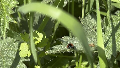 Ladybug chilling 🐞