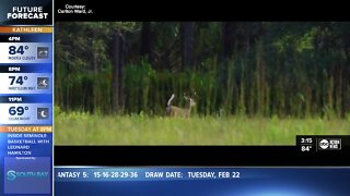 'Saving the Florida Wildlife Corridor' screening and discussion