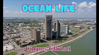 Ocean Life – Corpus Christi Texas | 4k DrOne, Padre Island