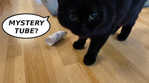 Vilma Cat DIY Food Puzzle Solving: Toilet Paper Tube