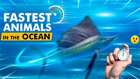 The Fastest Animal In The Ocean