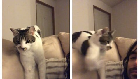 Cat Catches Owner Off Guard and Slaps Him Across His Face