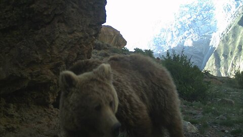 A Brown Bear Family Frolicking in Kyrgyzstan