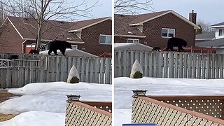 Curious Bear Family Pays A Surprise Visit To Neighborhood Backyard