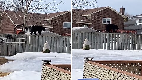 Curious Bear Family Pays A Surprise Visit To Neighborhood Backyard