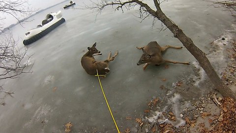 Real Life Bambis Rescued From Frozen Lake
