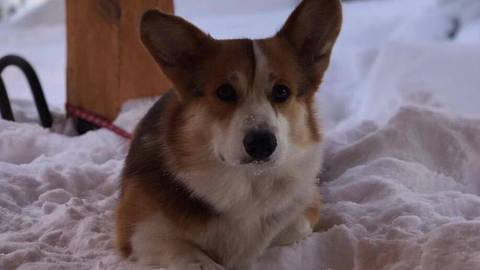 YOU WILL NOT BELIEVE THIS CORGI IN SNOW
