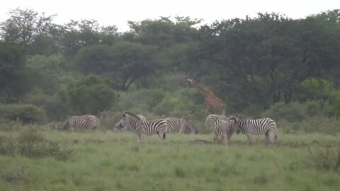 Herd of Zebras at Khama Rhino Sanctuary in Botswana