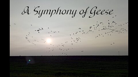 A Symphony of Canadian Geese