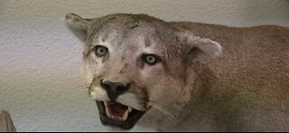 Taking a closer look at mountain lion apprehension