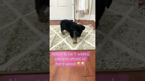 GSD Puppy Afraid of Hardwood 😂😅 #shorts #gsd #youtubeshorts