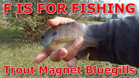 Trout Magnet Bluegills