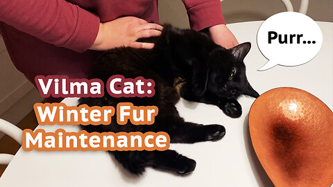 Vilma Cat Winter Fur Maintenance