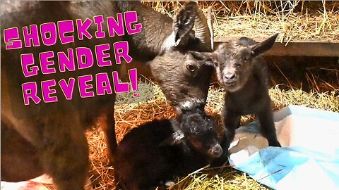 Breech Goat Birth With Shocking Gender Reveal!