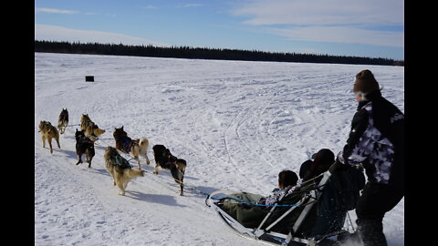 Amazing Husky Dog Sledding & Mushing Experience in Fairbanks, Alaska in April
