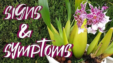 Post Orchid Repots What NO ONE Tells You | Top Signs Symptoms after Repotting Orchids #ninjaorchids