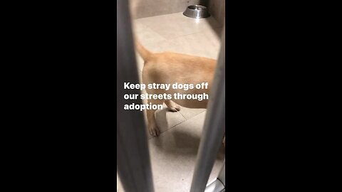 Keep Stray Dogs Off Our Streets