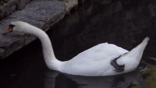 Close Up of Swans on Lake Hallwyl Switzerland