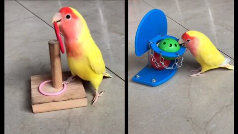 Parrot Talking -- Smart And Funny Parrots Vidéo 😁