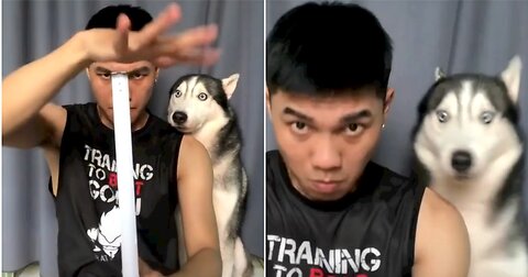 Hilarious husky getting scared with man's trick!