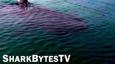 Submarine Shark Caught on Video - Most Disputed Megalodon Shark Evidence - Shark Bytes TV Episode 3