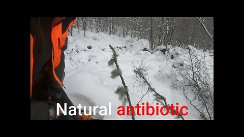 Natures antibiotic ( preppers video )
