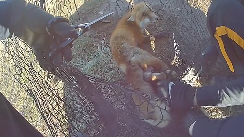 Entangled fox freed from netting outside school