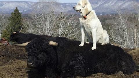 Livestock Guardian Dog enjoys that last patch of Spring snow before going back to work