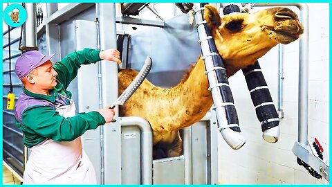 Modern Camel Meat Processing Factory - Camel Farming Technology