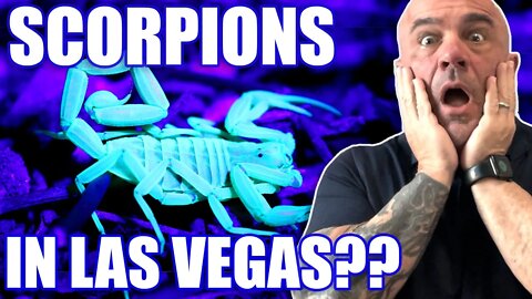 Are There SCORPIONS in Las Vegas Nevada? | Living in Las Vegas Nevada | Las Vegas NV Real Estate