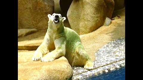 Polar Bear Turns Green