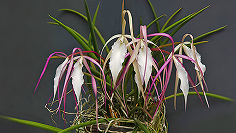 2023-8 August St. Augustine Orchid Society's Virtual Show Table