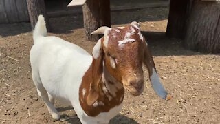 Local politicians support changing ordinances to allow ducks and goats in Lansing